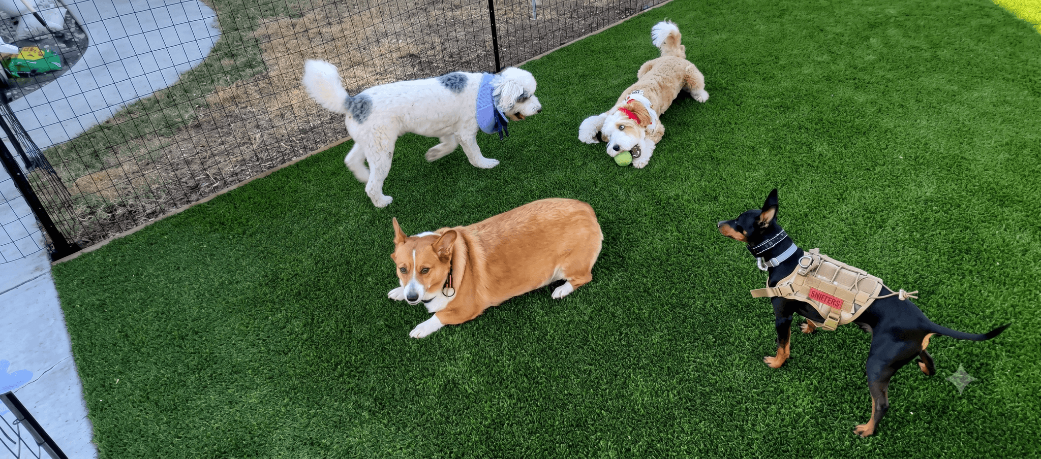 XYZ Petsitting Care logo